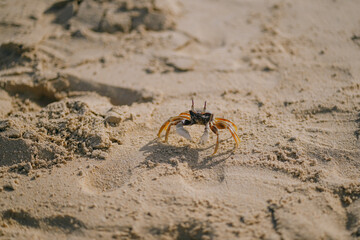 little crab closeup walking along the beach sand