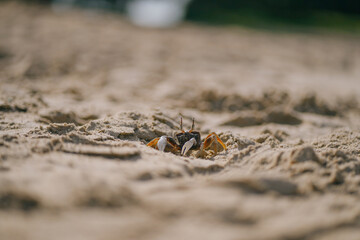 little crab closeup walking along the beach sand