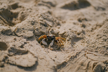 little crab closeup walking along the beach sand