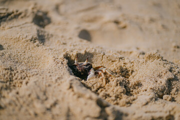 little crab closeup walking along the beach sand