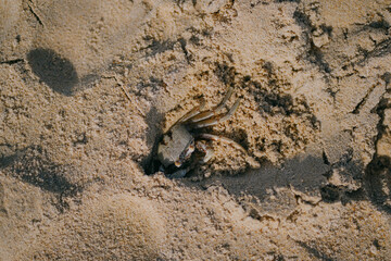 little crab closeup walking along the beach sand