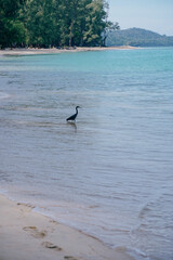Naklejka premium tropical bird in blue ocean beach tropical background