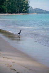 tropical bird in blue ocean beach tropical background