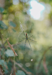 big spider closeup with green background