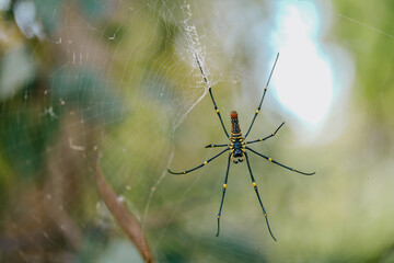 big spider closeup with green background