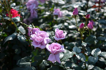 rose garden purple color roses