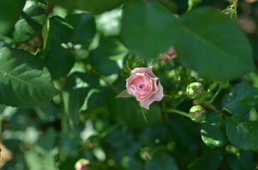 a rose surrounded by green leaves