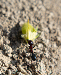 black ants on the ground