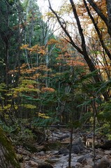 中ノ沢温泉の紅葉