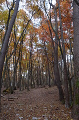 中ノ沢温泉の紅葉