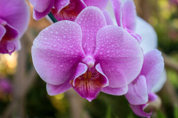 Purple fresh Orchids flowers in gardens, Orchidaceae, Orchids are available in purple, Orchid flover.