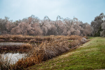 Frozen treeline after winter storm