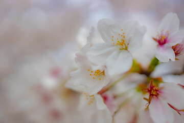Cherry blossom, Spring Japan, Sakura