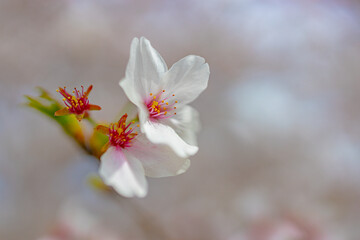 Cherry blossom, Spring Japan, Sakura