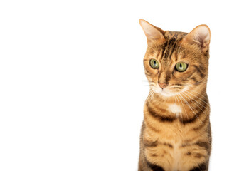 Studio shooting of Bengal cats, white background