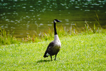 grey crowned crane