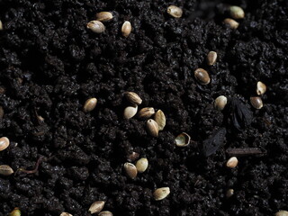 hemp seeds sown in black vermicompost biohumus