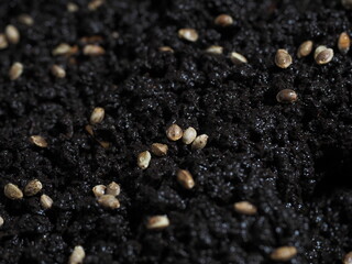 hemp seeds sown in black vermicompost biohumus