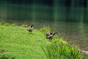 ducks on the lake