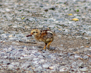 baby sparrow on the beach