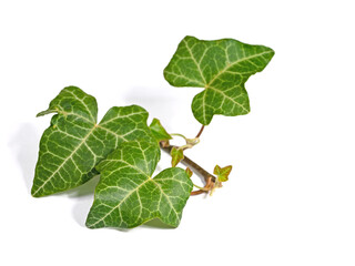 Efeu, Hedera, isoliert vor weißem Hintergrund