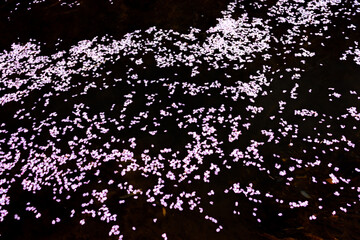 Cherry blossom petals flowing down the river