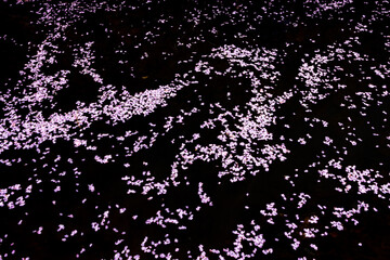 Cherry blossom petals flowing down the river