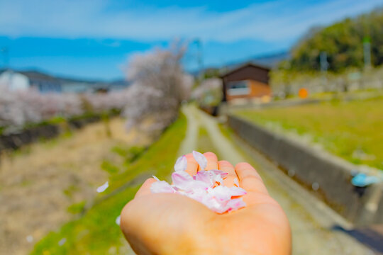 Cherry blossom petals dancing on a country road, Spring in Japan