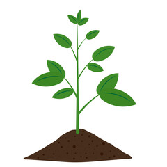 Plant with roots. Plant growing from soil. Green Plant tree. Plant growing. Planting tree. Vector Illustration Isolated on White Background. 