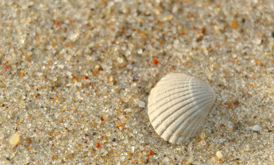 mała muszelka na piasku