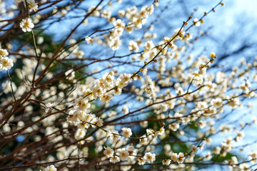 白い梅の花々