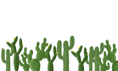 various kinds of green cactus isolated transparent background png	