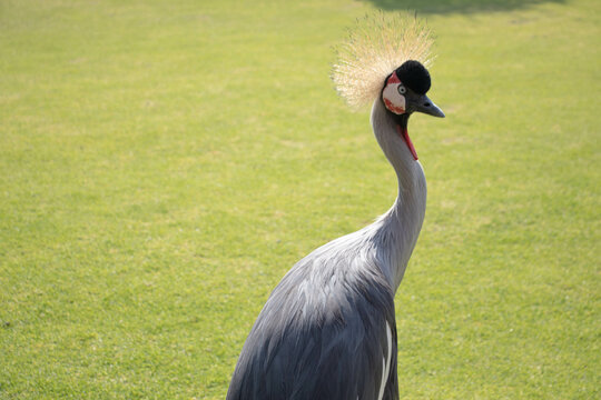 grulla coronada gris con cresta