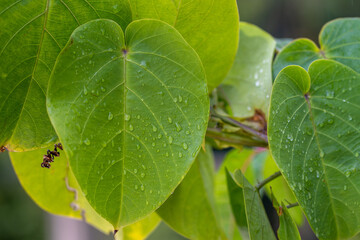 Green leaves in nature close up