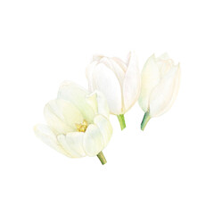 Watercolor white tulips on white background look very nice and tender, exquisite. Flowers isolated, half-opened