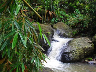 Close-up view of bamboo leaves with a waterfall in the background. 