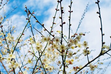 梅の花と青空