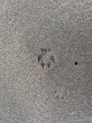 dog footprints on the beach