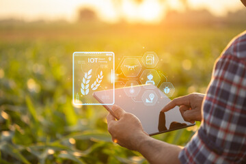 Farmer using digital tablet in corn crop cultivated field with smart farming interface icons and light flare sunset effect. Smart and new technology for agriculture business concept. - obrazy, fototapety, plakaty
