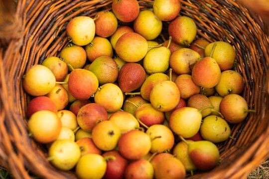 Small ripe pears in a wicker basket. autumn harvest