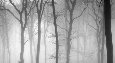 Foggy autumn forest 