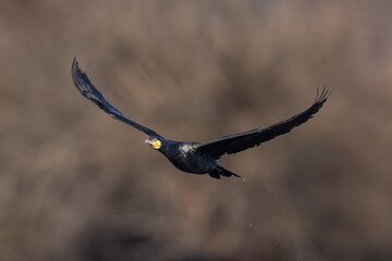 Great cormorant Phalacrocorax carbo in flight