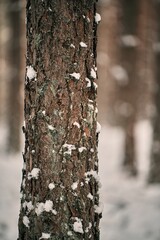 Fototapeta premium Background texture of tree bark with snow. Green tree bark with snow.