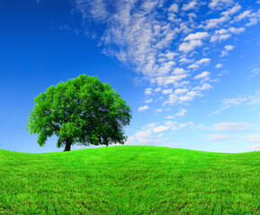 Fototapeta na wymiar tree one isolated spring green grass lawn sky clouds in spring for