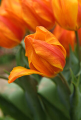 Famous Tulip Flair, large bright red-and-yellow flowers