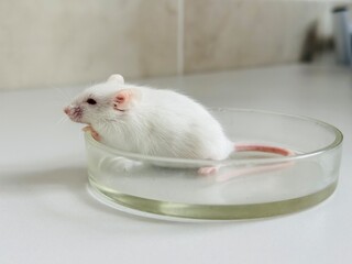 White laboratory mouse. Albino mouse.