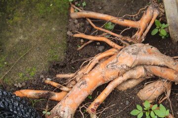 close up of carrot
