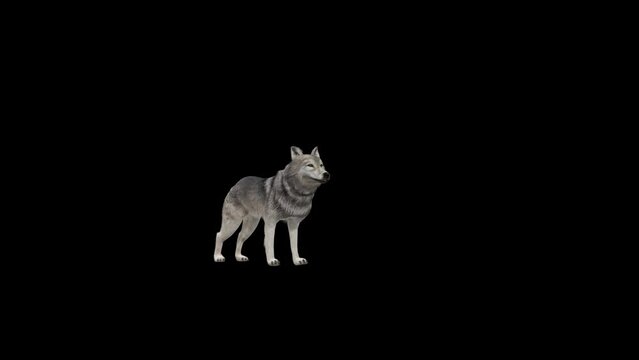 Wolf Howling 3D Animation With Alpha Video