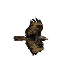 common buzzard (Buteo buteo) in flight