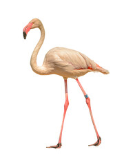 pink flamingo walking on the sand white background
